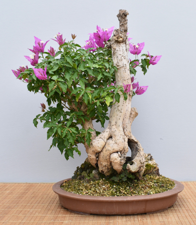 Bonsai Mediterran, Drillingsblume (Bougainvillea glabra)